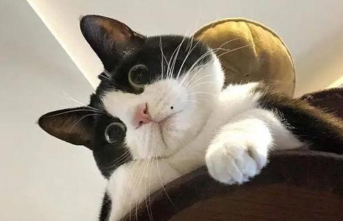 奶牛猫吃瓜,奶牛猫的夏日瓜趣时光