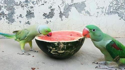 鹦鹉吃瓜吗,揭秘它们对瓜果的喜爱之谜