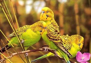 虎皮鹦鹉吃八月瓜,虎皮鹦鹉的八月瓜美食之旅