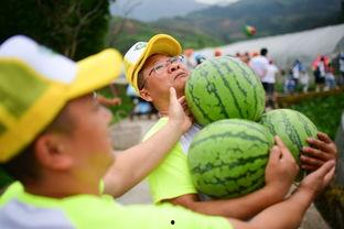 520现场吃瓜,一场别开生面的“吃瓜”盛宴