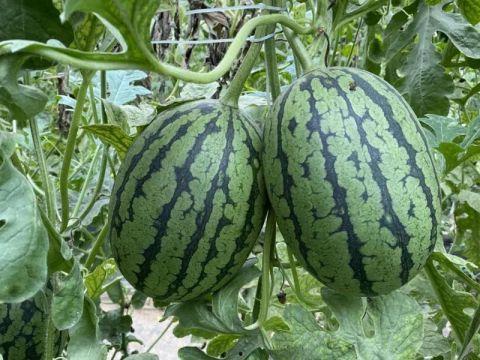 小炎吃瓜,揭秘娱乐圈那些不为人知的幕后故事