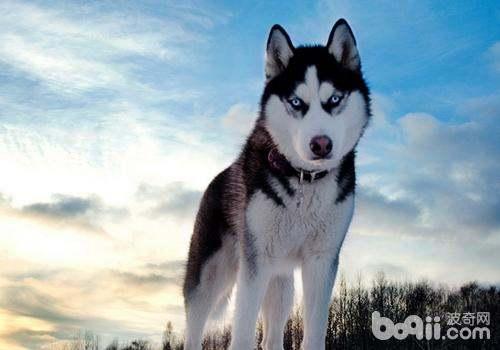 哈士奇吃贝贝瓜,引发宠物饮食安全警钟