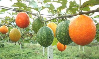 瓜树可以吃,大自然的馈赠，绿色健康的美食探索