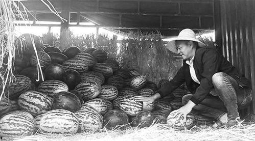 青岩吃瓜群众事迹,吃瓜群众事迹传颂