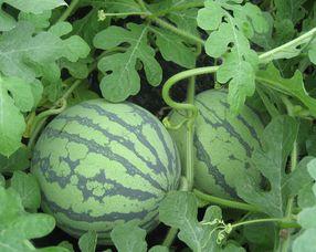 稍瓜孕妇可以吃吗,营养与安全的双重保障