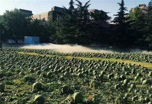 美术学院吃瓜男生,美术学院吃瓜男生的趣味日常