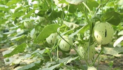 瓜州什么时候吃瓜,瓜熟时节，尽享甜蜜瓜香之旅