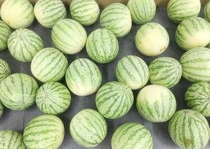 吃瓜真实场景,一场全民参与的“瓜界盛宴”