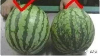 凉山本地吃瓜,吃瓜文化中的本土风情