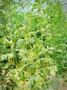 时庄吃瓜,揭秘娱乐圈幕后故事