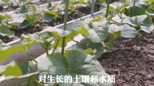 连组吃瓜,揭秘娱乐圈背后的那些事儿