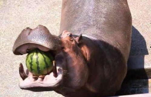 河马吃瓜是什么梗