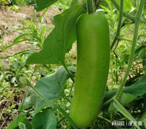 坐月子吃瓠子瓜,瓠子瓜的营养与食用指南