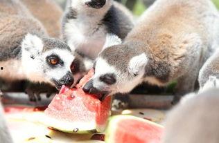 什么动物吃瓜好,揭秘哪些动物最爱吃瓜