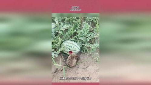 刺猬吃瓜的声音,趣味盎然瞬间捕捉