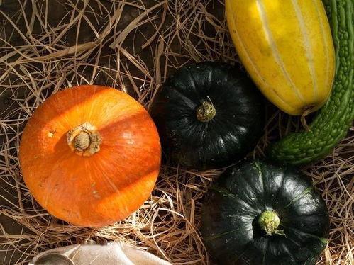 生瓜自己吃,生瓜的种植与品尝之旅