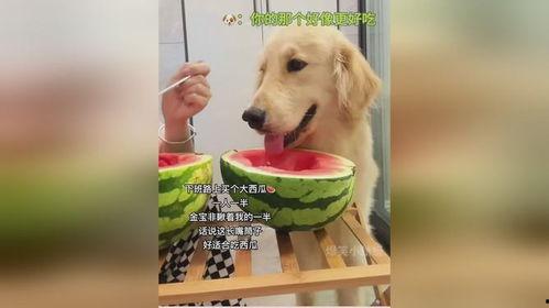 我家狗子会吃瓜,我家狗子的“美食”冒险记