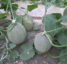 水果日吃哈密瓜