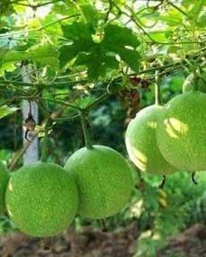 瓜萎子咋吃,传统药材的现代食补之道